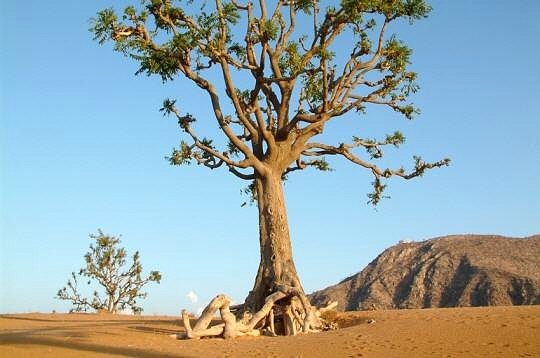 arbre en désert